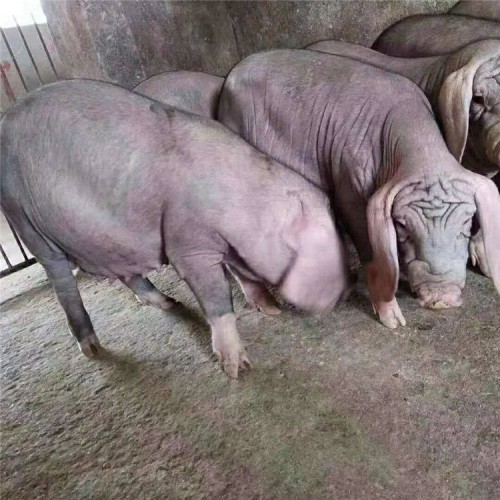 黑太湖母猪猪种 纯种二花脸种猪 太湖二代黑母猪