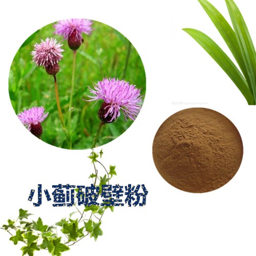 小蓟粉 小蓟破壁粉 小蓟浸膏   小蓟提取液