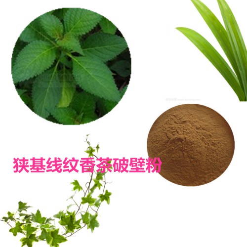 狭基线纹香茶菜粉   狭基线纹香茶菜破壁粉