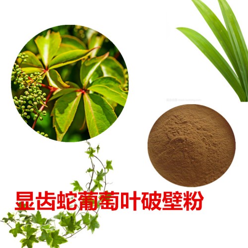 显齿蛇葡萄叶粉 显齿蛇葡萄叶破壁粉 显齿蛇葡萄叶浸膏