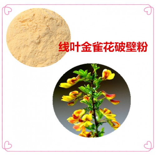 线叶金雀花粉  线叶金雀花破壁粉 线叶金雀花浸膏