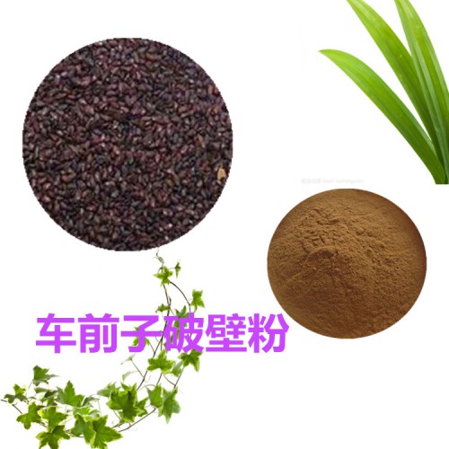 车前子粉  车前子破壁粉 车前子浸膏 车前子提取液