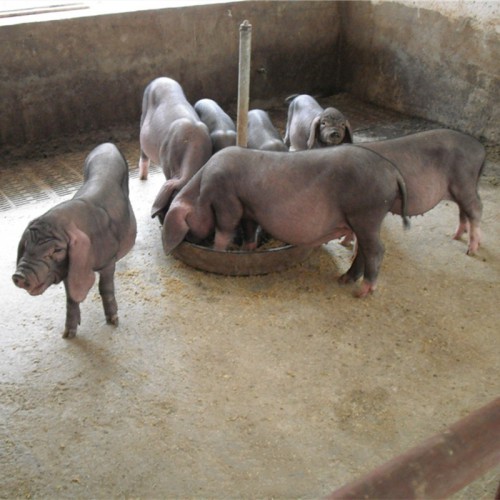 太湖母猪苗30斤价格 纯黑母猪 太湖种猪 20斤梅山小母猪