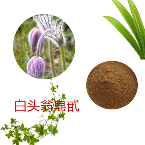 白头翁粉 白头翁提取物  白头翁浸膏 白头翁皂甙
