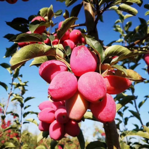 苹果苗 苹果树苗 鲁丽瑞雪烟富苹果苗 苹果苗基地直发