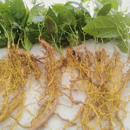 地苦胆苗 地苦胆苗种植基地