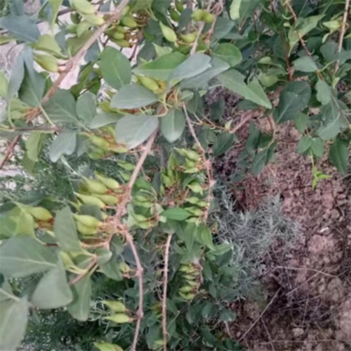 连翘苗 工程绿化连翘苗