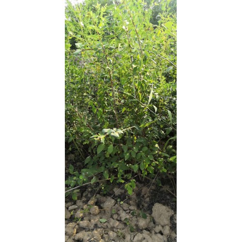 药用连翘苗价格//今年药用连翘苗多少钱一棵//出售药用连翘苗