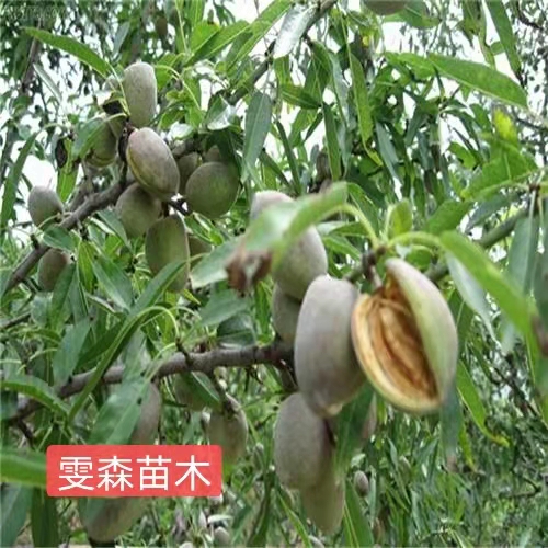 巴旦木树苗价格 巴旦木苗基地 纸皮巴旦木价格 巴达木苗种植