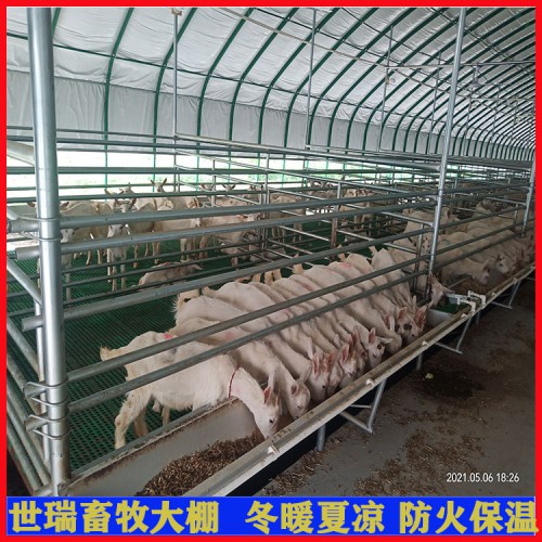 搭建养羊大棚 山羊养殖大棚建设 养羊舍大棚施工包工包料