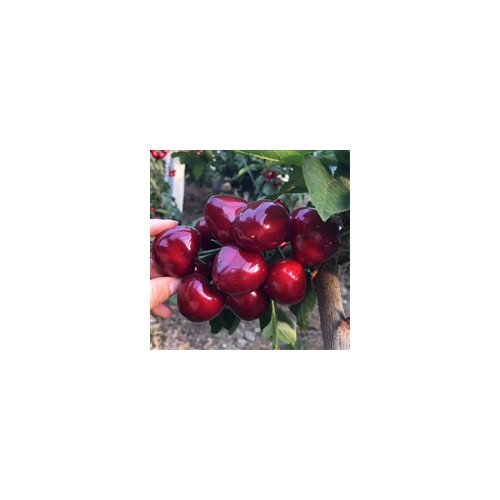 樱桃苗基地价格 3公分5公分8公分10公分樱桃树种植基地