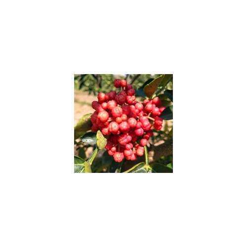 义隆花椒苗价格基地 大量销售1年2年大红袍花椒苗500万棵