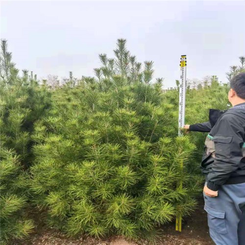 白皮松基地价格 白皮松产地报价