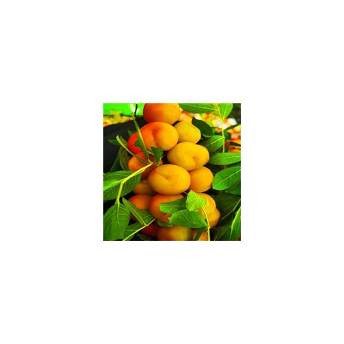 义隆钙果苗价格基地 大量销售1年2年3年鲜食品种钙果苗