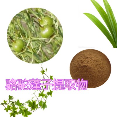 骆驼蓬子粉  骆驼蓬子提取物  骆驼蓬子浸膏