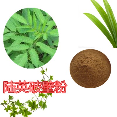 陆英提取物  陆英粉 陆英破壁粉 陆英浸膏