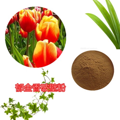 郁金香提取物 郁金香粉 郁金香浸膏 郁金香破壁粉