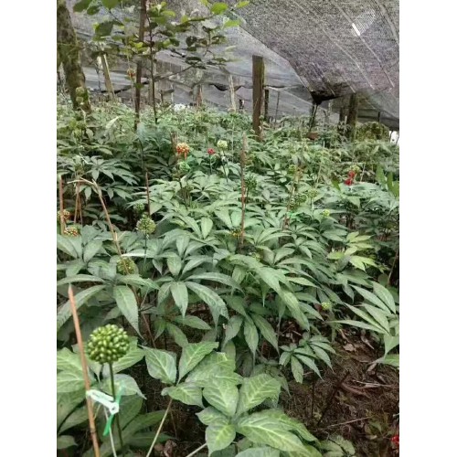 黑人参的药用价值 基地供应黑人参种苗种子及种植技术