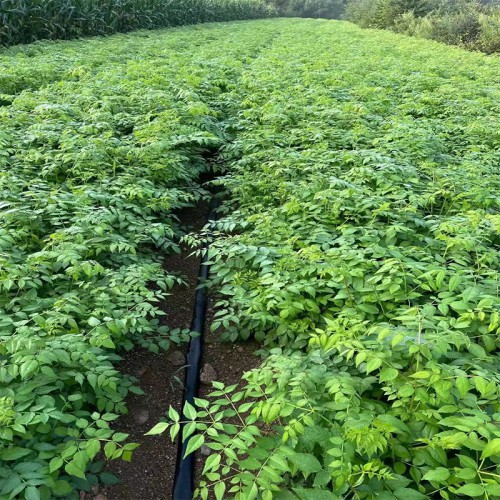 刺嫩芽苗 刺龙芽苗 刺嫩芽苗批发