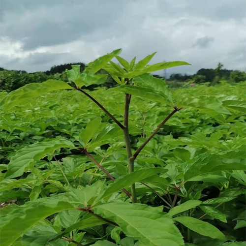 刺五加苗 刺五加苗批发