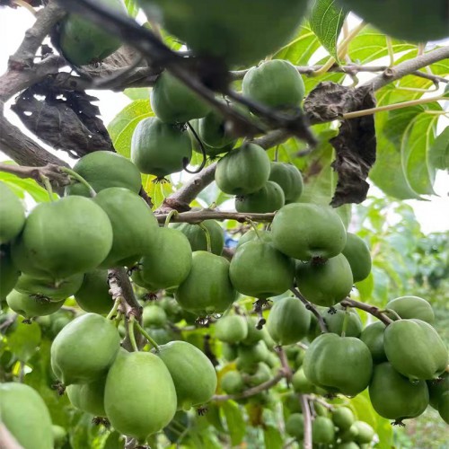 软枣子猕猴桃苗 软枣子猕猴桃苗批发