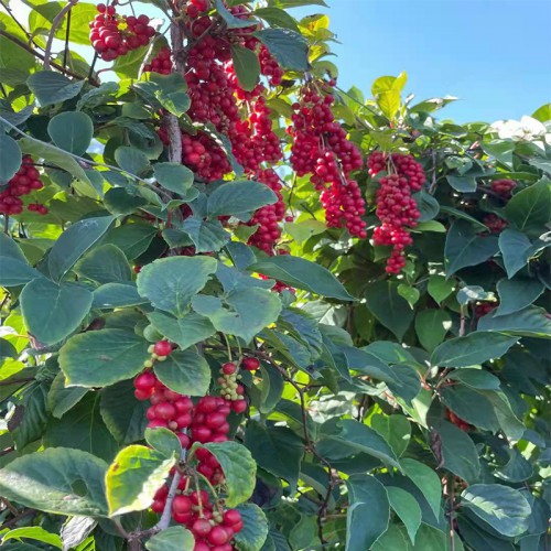 五味子苗 五味子苗批发