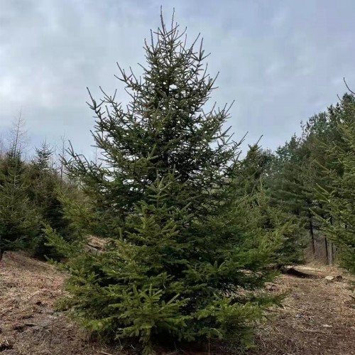 云杉树苗 云杉树苗批发
