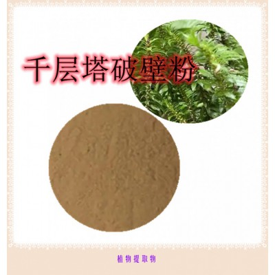 千层塔粉 千层塔提取物 千层塔浸膏  千层塔破壁粉