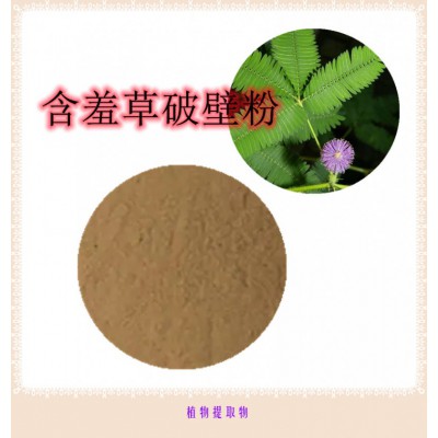 含羞草粉 含羞草提取物 含羞草浸膏  含羞草破壁粉