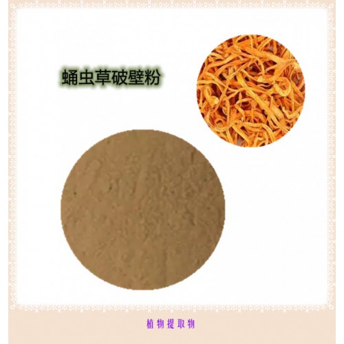 蛹虫草粉   蛹虫草提取物  蛹虫草浸膏 蛹虫草破壁粉