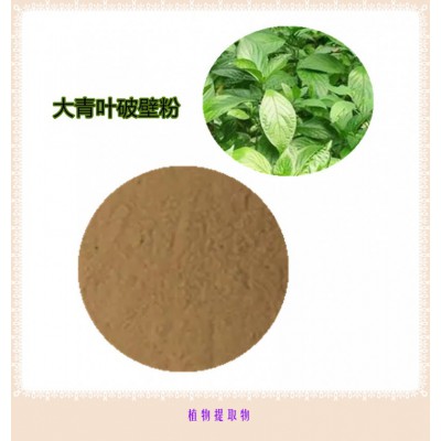 大青叶粉 大青叶提取物 大青叶浸膏 大青叶破壁粉