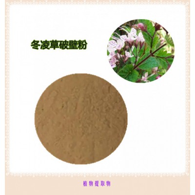 冬凌草粉  冬凌草提取物  冬凌草浸膏 冬凌草破壁粉