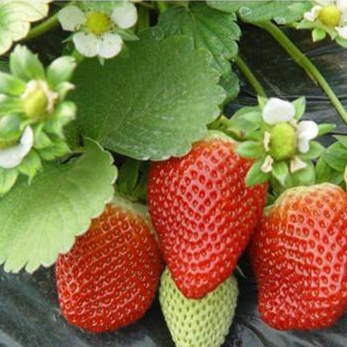 草莓苗 草莓苗种植基地 成活率高