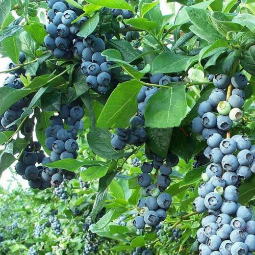 蓝莓苗 种植蓝莓苗 蓝莓苗基地