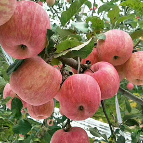 苹果苗 红富士苹果苗 苹果苗种植基地