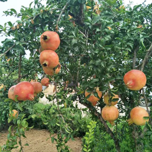 石榴苗 红石榴苗 石榴苗种植