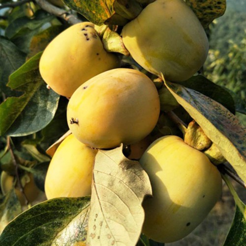 柿子苗 柿子苗种子基地