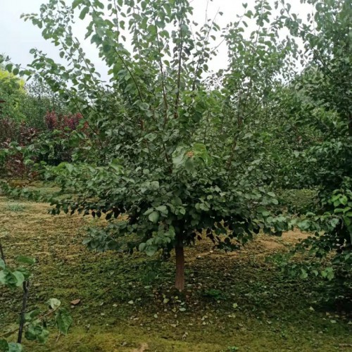 山杏树 山杏树基地 山杏树大量供应 山杏树价格