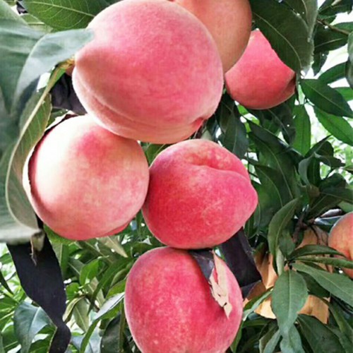 桃树苗 占地桃树苗 桃树苗种植基地