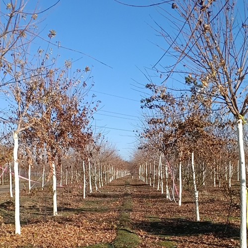 五角枫 五角枫价格 五角枫大量供应