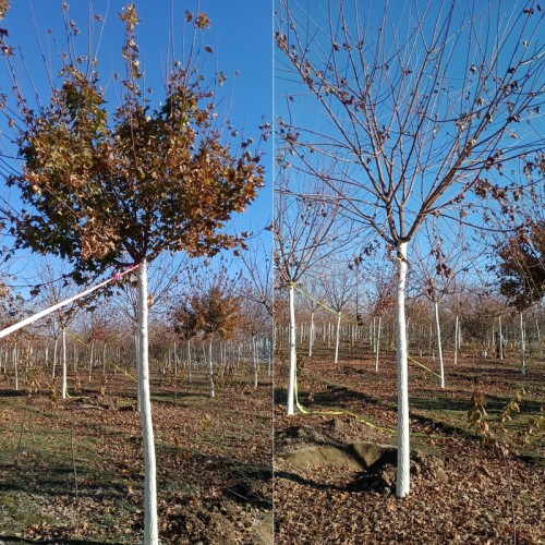 元宝枫树 元宝枫树价格 元宝枫大量供应