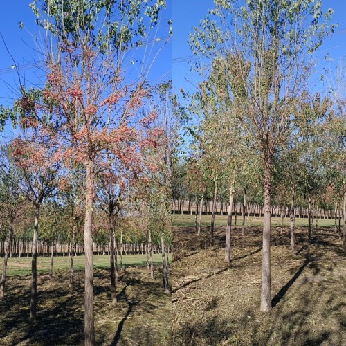 桃叶卫矛 桃叶卫矛厂家 丝绵木桃叶卫矛基地批发 桃叶卫矛绿化