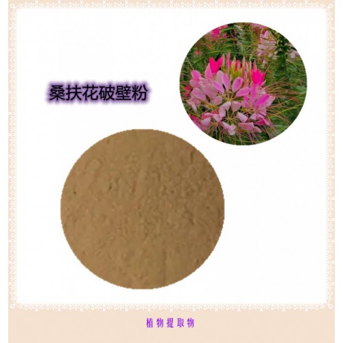 桑扶花粉 桑扶花提取物 桑扶花浸膏 桑扶花破壁粉