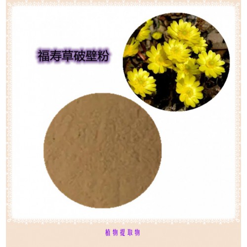 福寿草粉 福寿草提取物 福寿草浸膏 福寿草壁粉