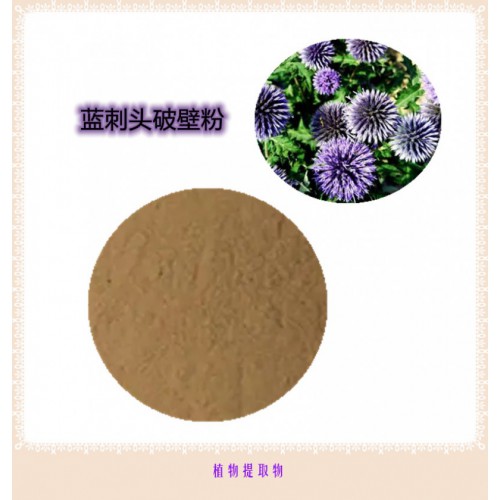 蓝刺头粉 蓝刺头提取物 蓝刺头浸膏 蓝刺头破壁粉