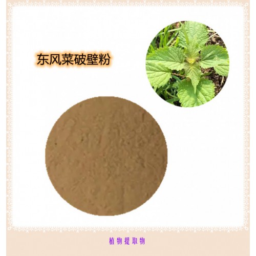 东风菜提取物 东风菜浸膏   东风菜粉 东风菜破壁粉