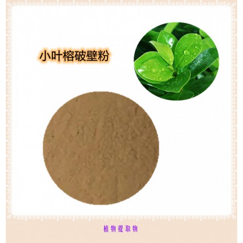 小叶榕提取物 小叶榕浸膏   小叶榕粉 小叶榕破壁粉