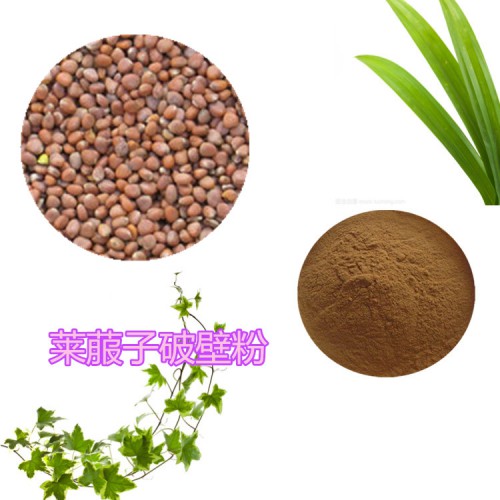 莱菔子提取物 莱菔子浸膏  莱菔子粉 莱菔子破壁粉