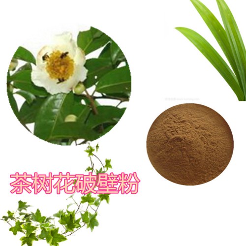 茶树花提取物 茶树花浸膏  茶树花粉 茶树花破壁粉