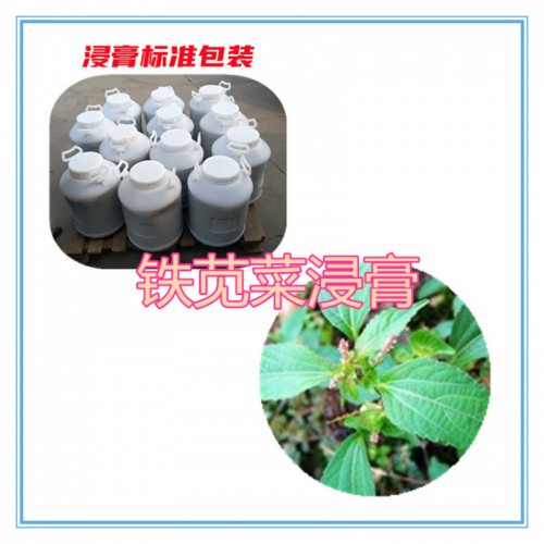 铁苋菜提取物 铁苋菜浸膏  铁苋菜粉 铁苋菜壁粉